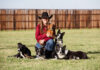 Real Life on the Ranch Surrounded by her Border Collies, Taylor Templet holds Bo the Dachshund.