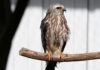 From South America to Oklahoma Juvenile Mississippi kite raised at WildCare Oklahoma. Photo courtesy of WildCare Oklahoma.