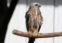From South America to Oklahoma Juvenile Mississippi kite raised at WildCare Oklahoma. Photo courtesy of WildCare Oklahoma.
