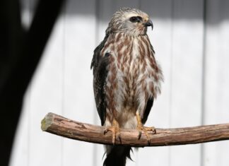 From South America to Oklahoma Juvenile Mississippi kite raised at WildCare Oklahoma. Photo courtesy of WildCare Oklahoma.