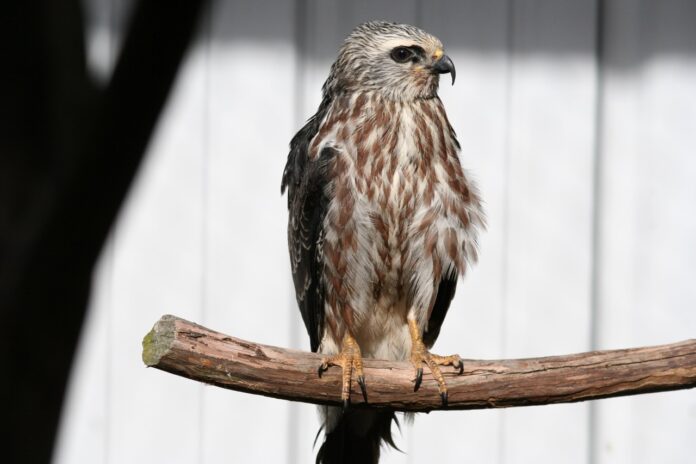 Juvenile Mississippi kite raised at WildCare Oklahoma. Photo courtesy of WildCare Oklahoma.