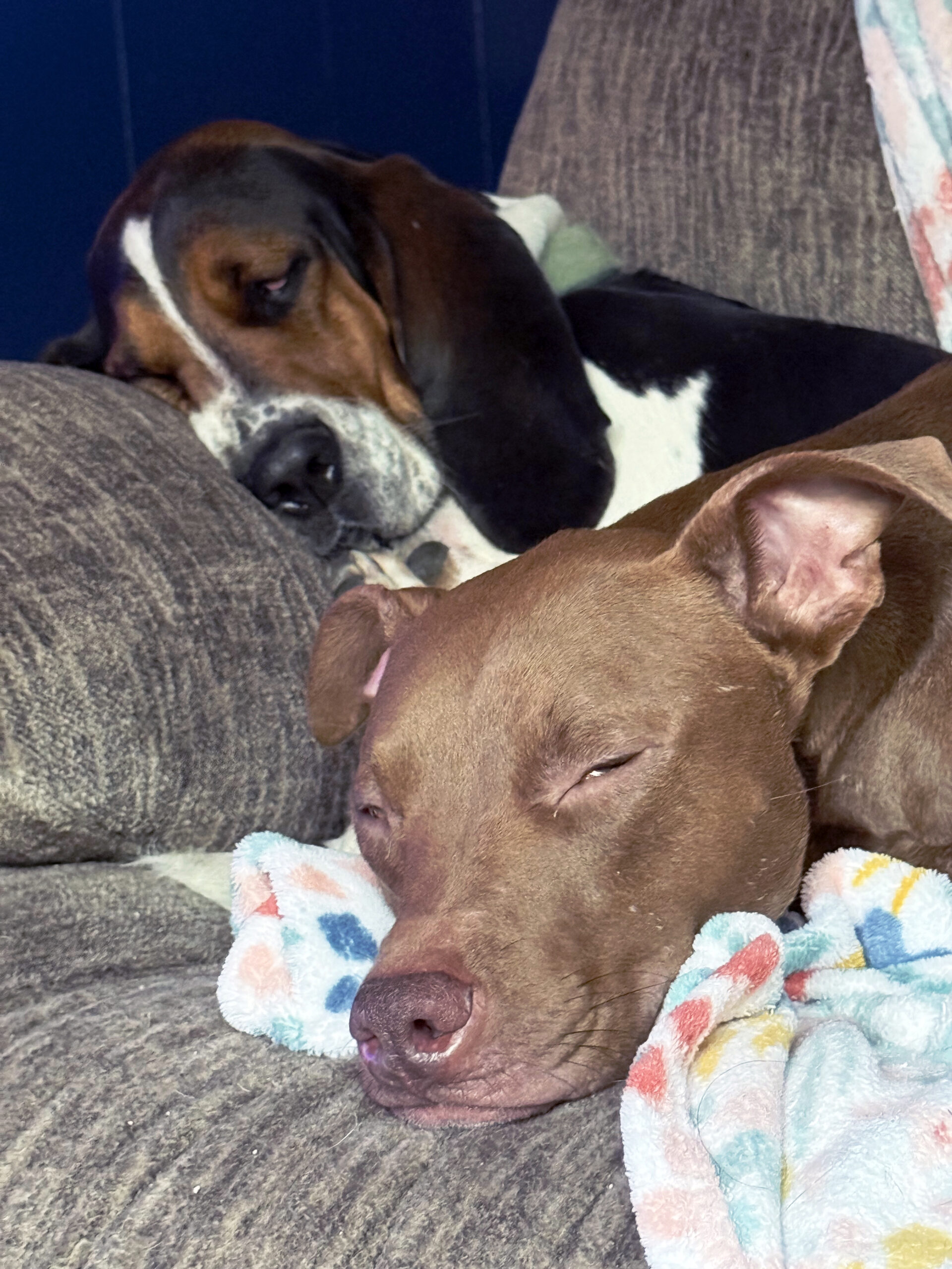Chance and Jynx are taking a break. CCPRF staffers are caring for Jynx, the Basset Hound, until her dad finishes his military deployment. Photo by M. Cronk.