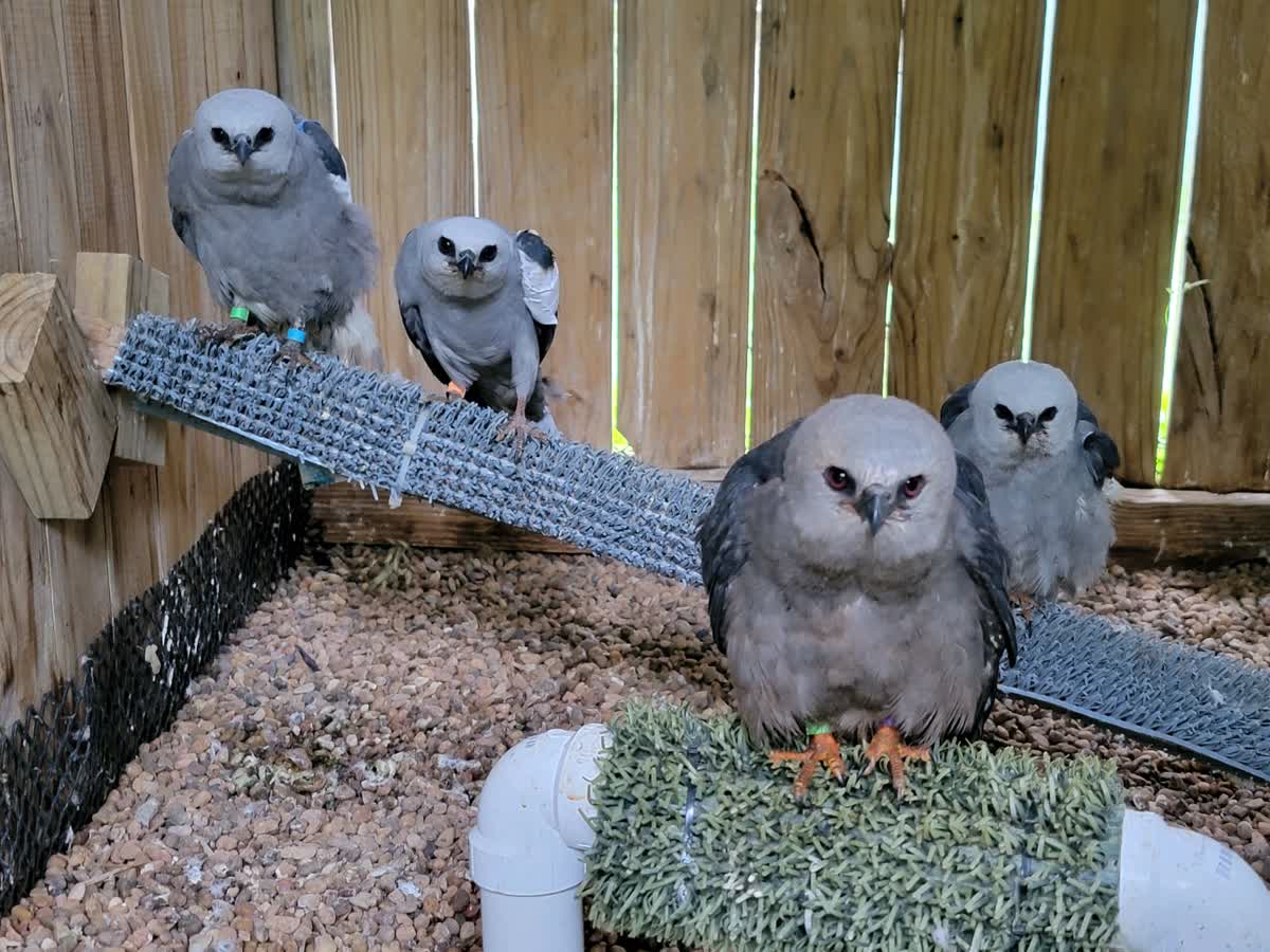 Adult Mississippi kites recover from injuries at WildCare Oklahoma. Some suffer broken wings caused by vehicle collisions. Photo by Jill Watson, RVT, WildCare Oklahoma.