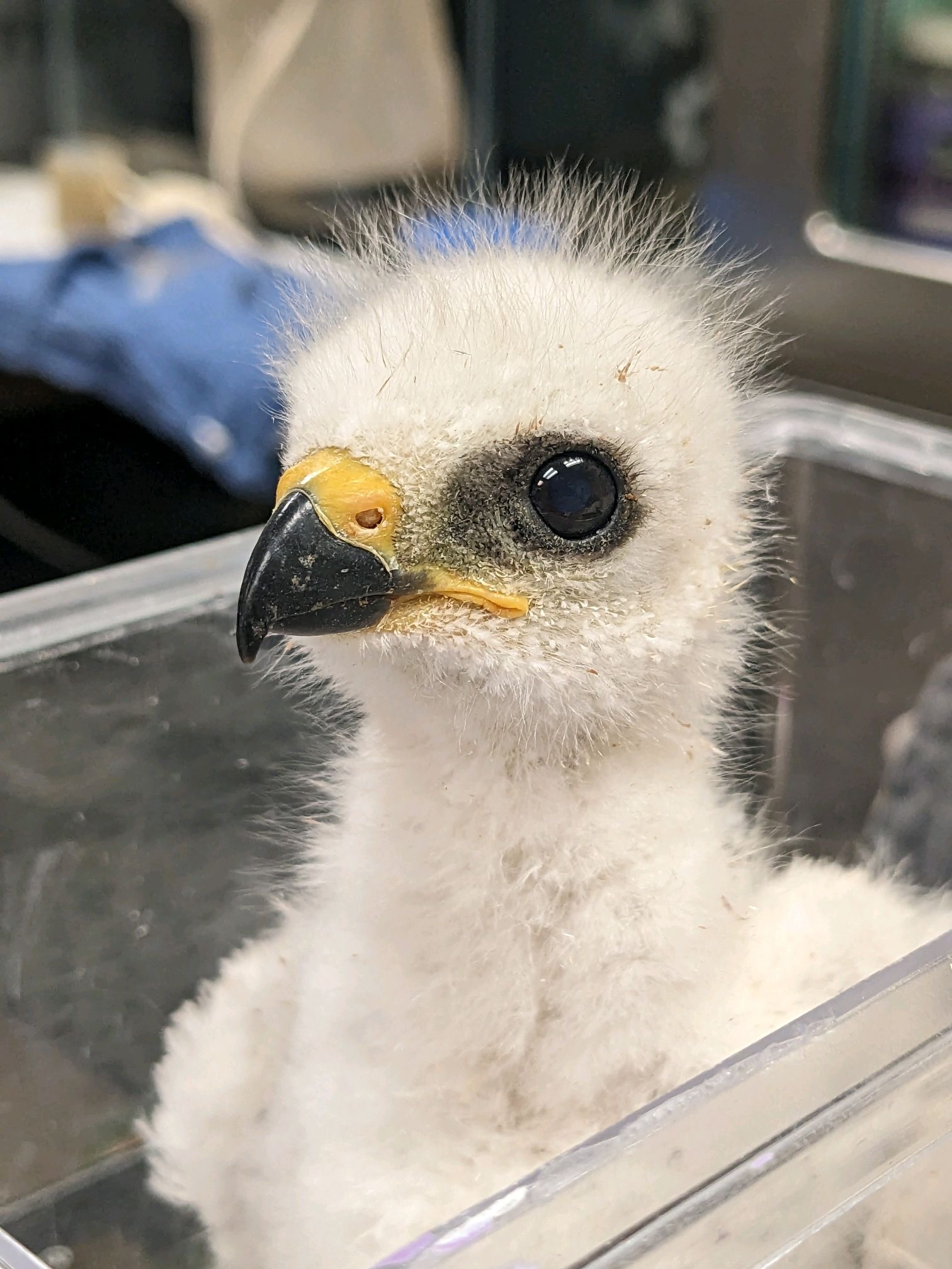 Nestling Mississippi kite on weigh day! Kites and other patients at WildCare Oklahoma are weighed regularly to monitor their health and development. Photo by Jesse Pline, WildCare Oklahoma.