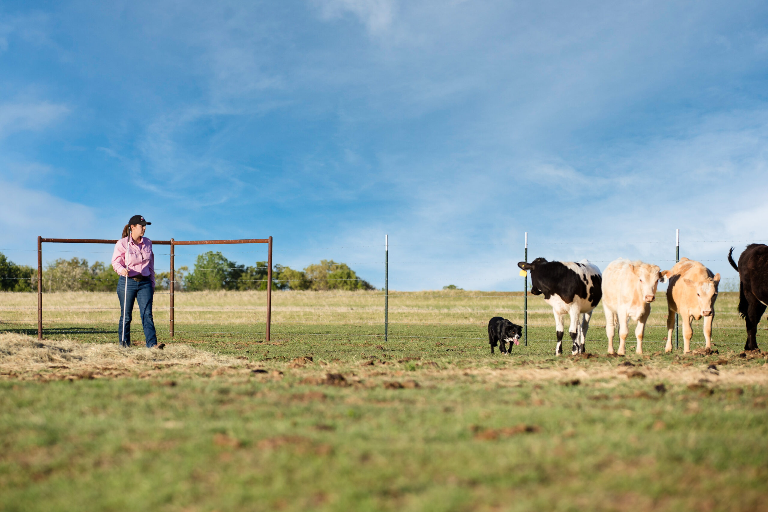 Taylor Templet and one of her Border Collies have the cattle under control.