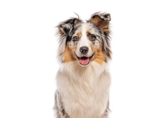 10 Things That Make a Mutt