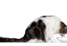 Hot Cat Summer