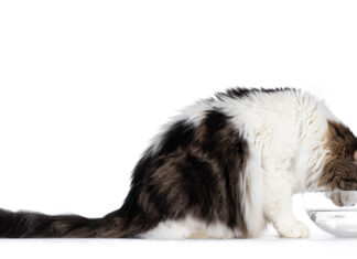 Hot Cat Summer
