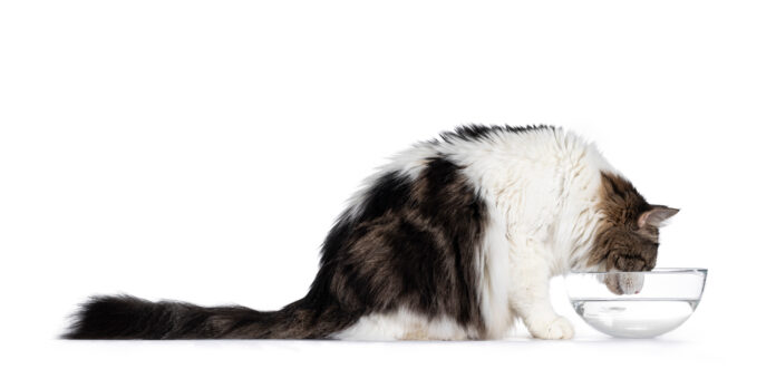 Norwegian Forestcat, sitting side ways, drinking water from glass bowl. Isolated on white background.