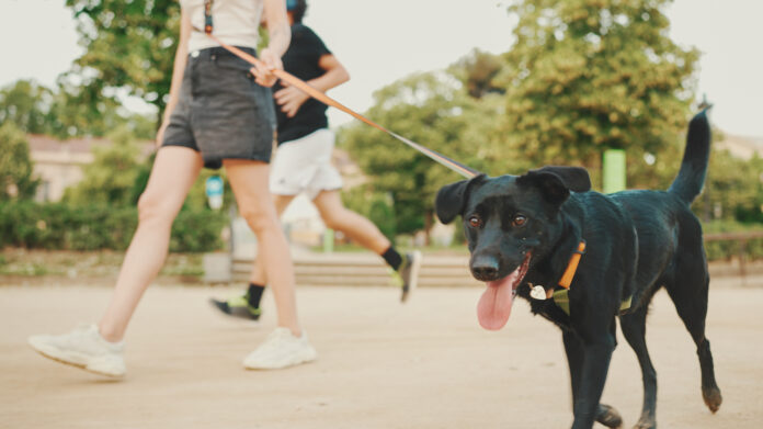 Girl walks along the path in the park with back dog.