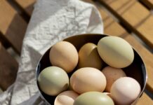 A First Step Toward Urban Homesteading