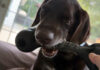Update on Dodge’s Recovery Journey