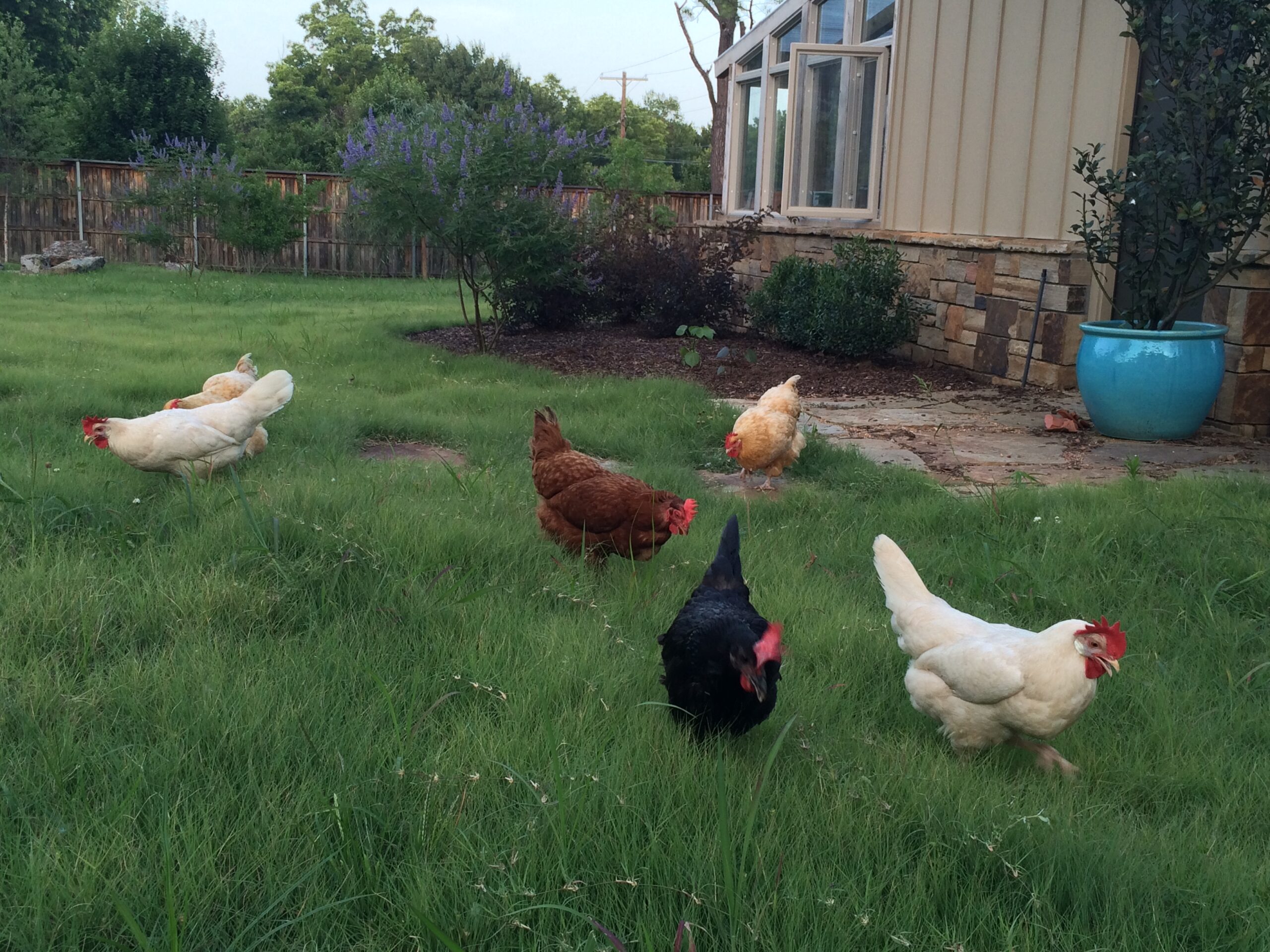 Happy hens hunt for snacks in Shawna Gehres’ Midtown Tulsa backyard.