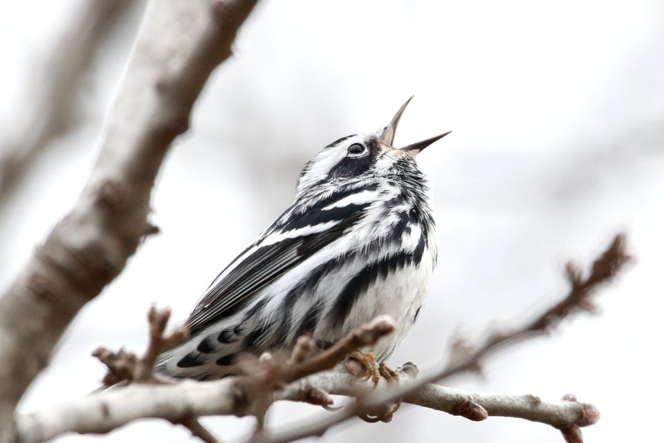 A black and white warbler perched on a branch. Photo by Jesse Pline, WildCare Oklahoma.