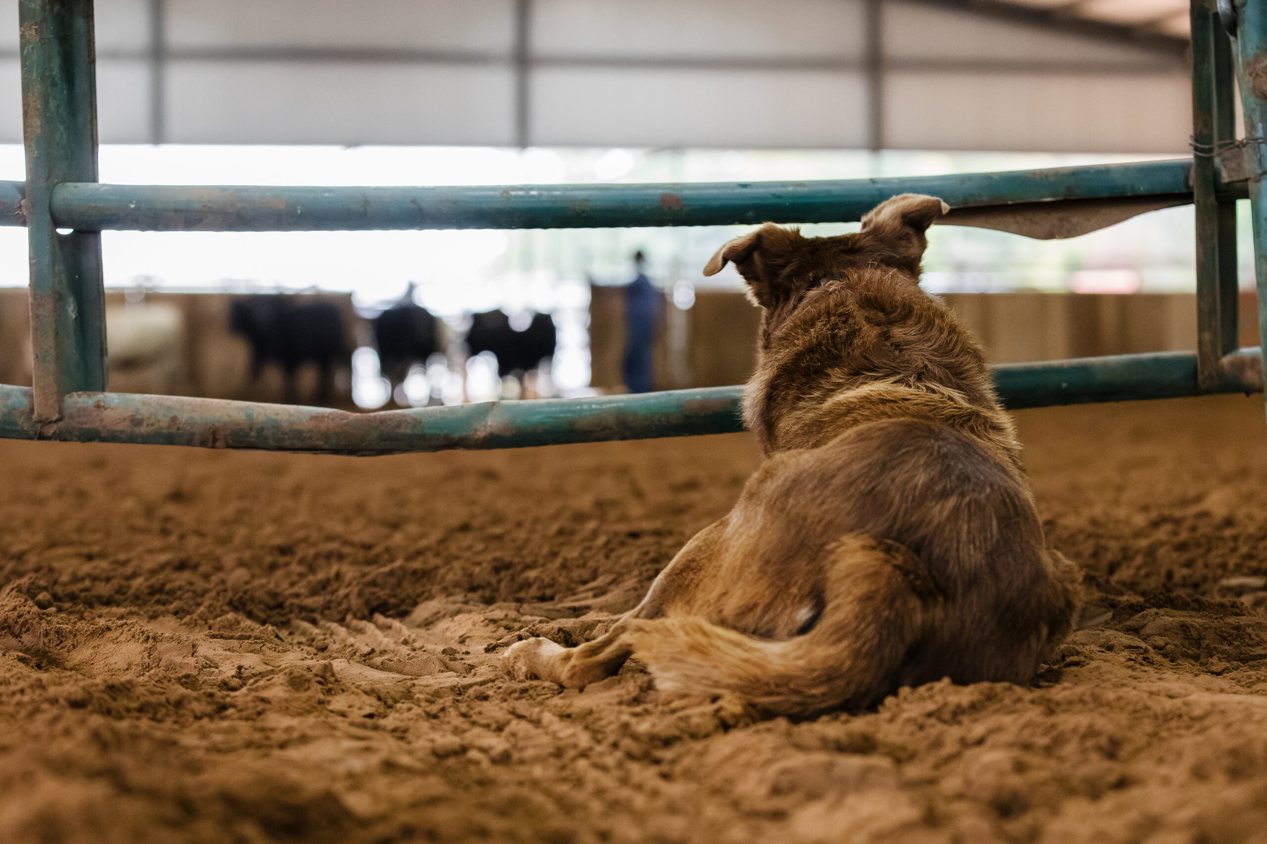 Tripp watches the livestock show. Photo by Krista Davis Signature Portraiture.