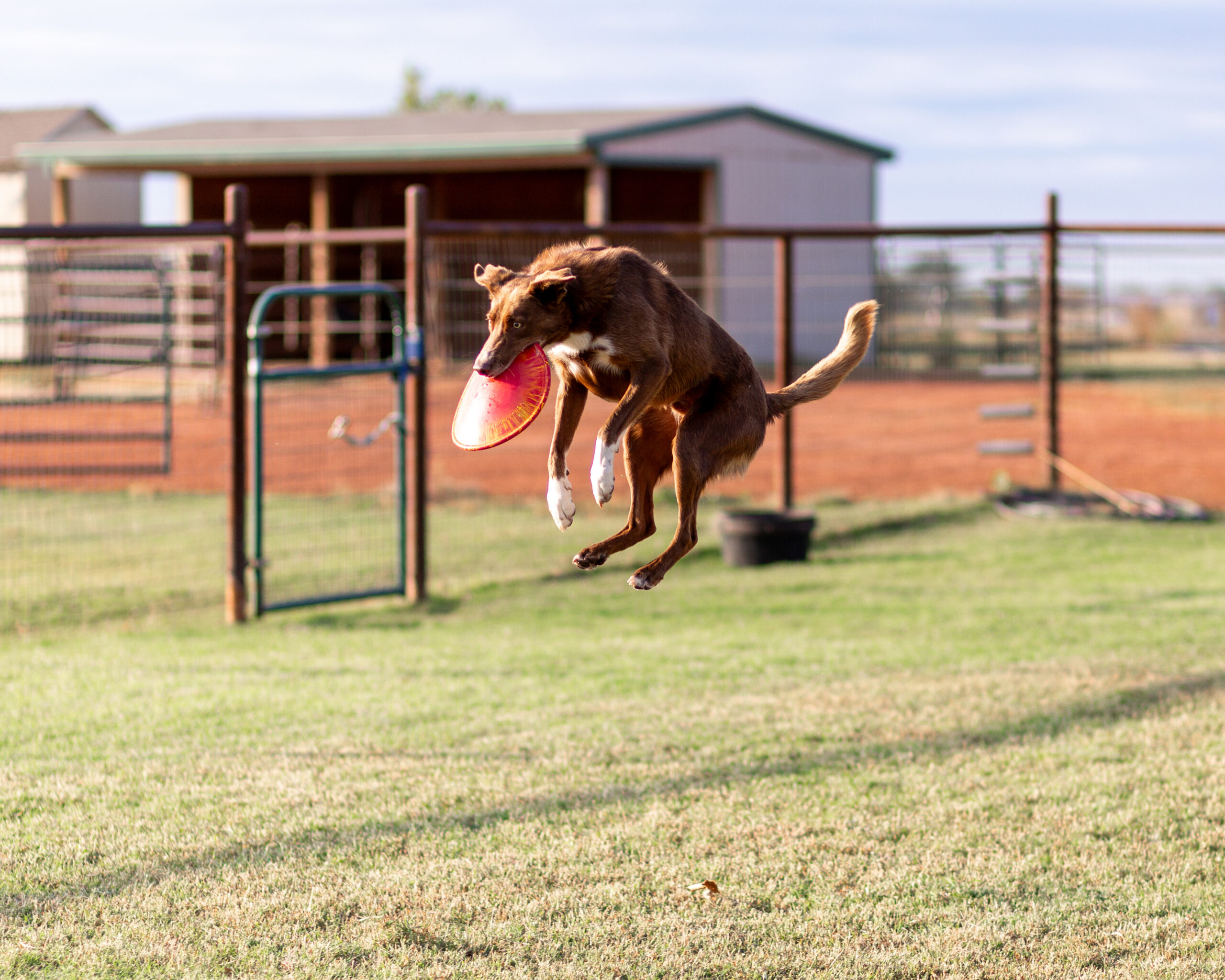 Tripp catches a flying disc. Photo by Krista Davis Signature Portraiture.