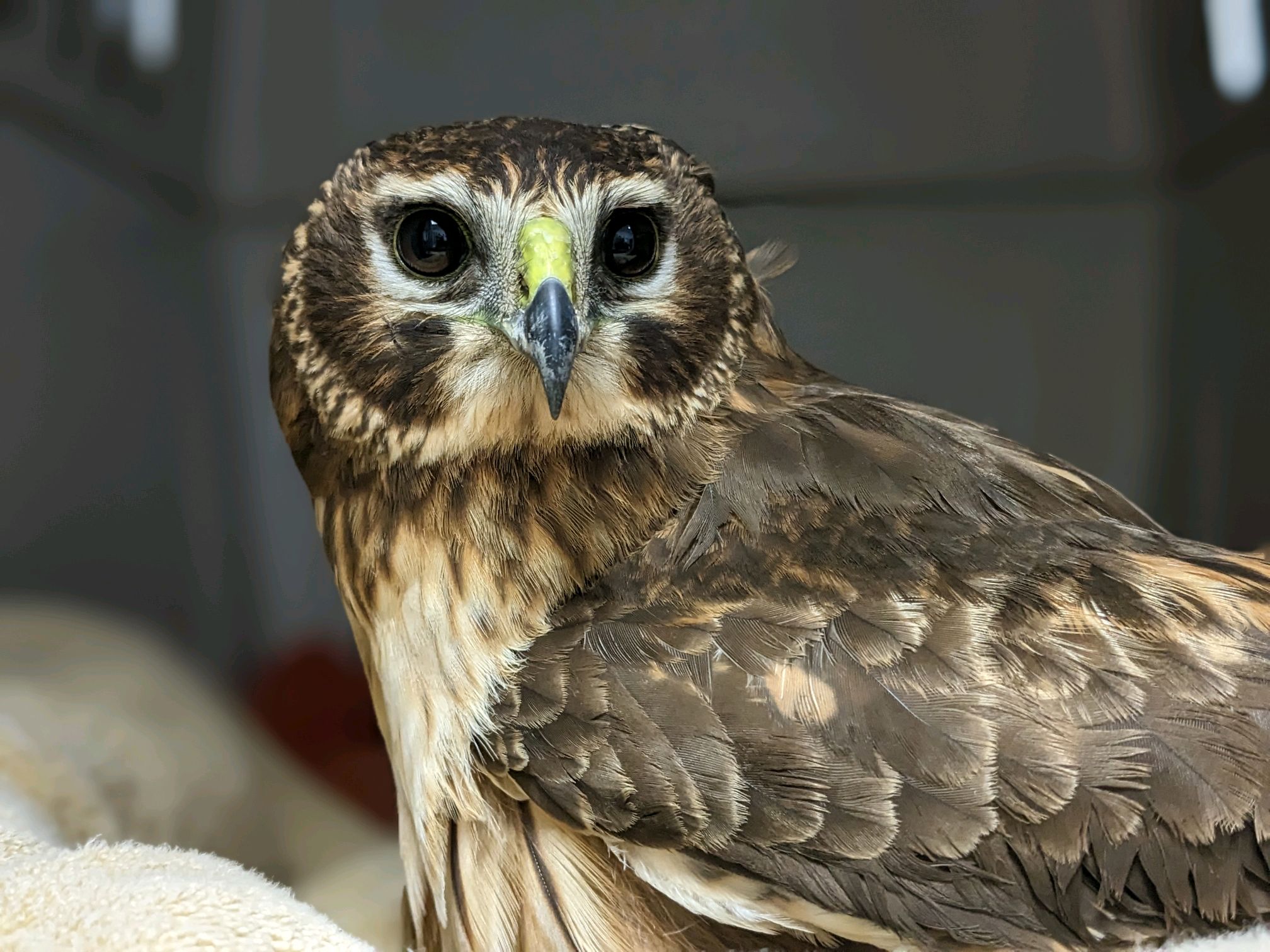 Called an owl hawk due to the placement of its eyes on the front of its face like an owl, northern harriers are uncommon patients at WildCare Oklahoma. After spending the summer in Alaska and Canada, they travel south to Oklahoma and other states during the winter. Photo by Jesse Pline.