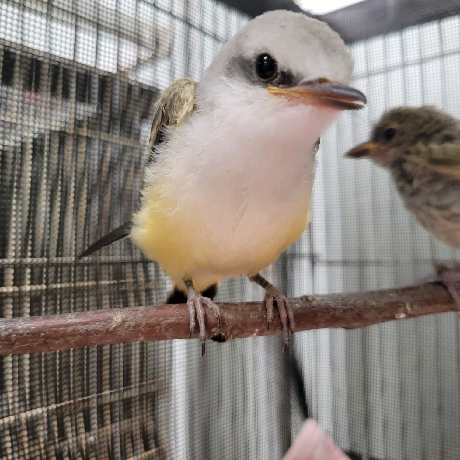 The Great Migration This scissor-tailed flycatcher was found on the ground as a nestling after a domestic cat killed its siblings. Due to the risk of infection, any animal attacked by a dog or cat must come to WildCare Oklahoma for medical treatment. Photo by Jesse Pline.