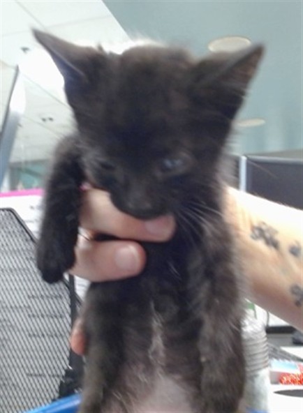 A476738, a Domestic Shorthair kitten available for adoption