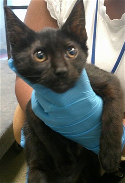 A478008, a Domestic Shorthair kitten available for adoption