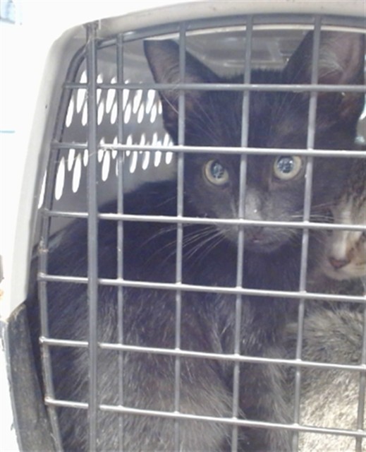 A478326, a Domestic Shorthair kitten available for adoption