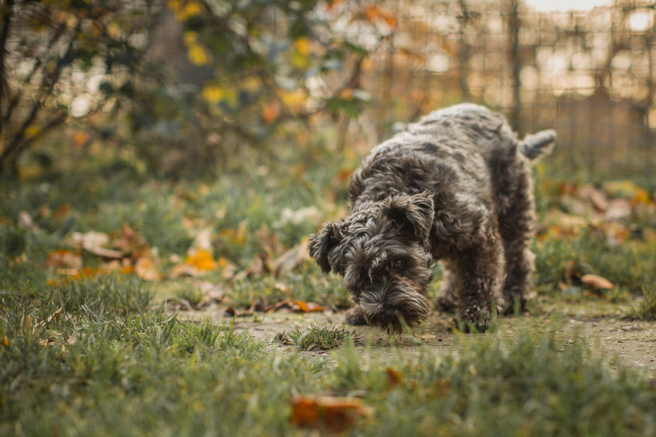 Dog sniffing through fallen autumn leaves on a walk