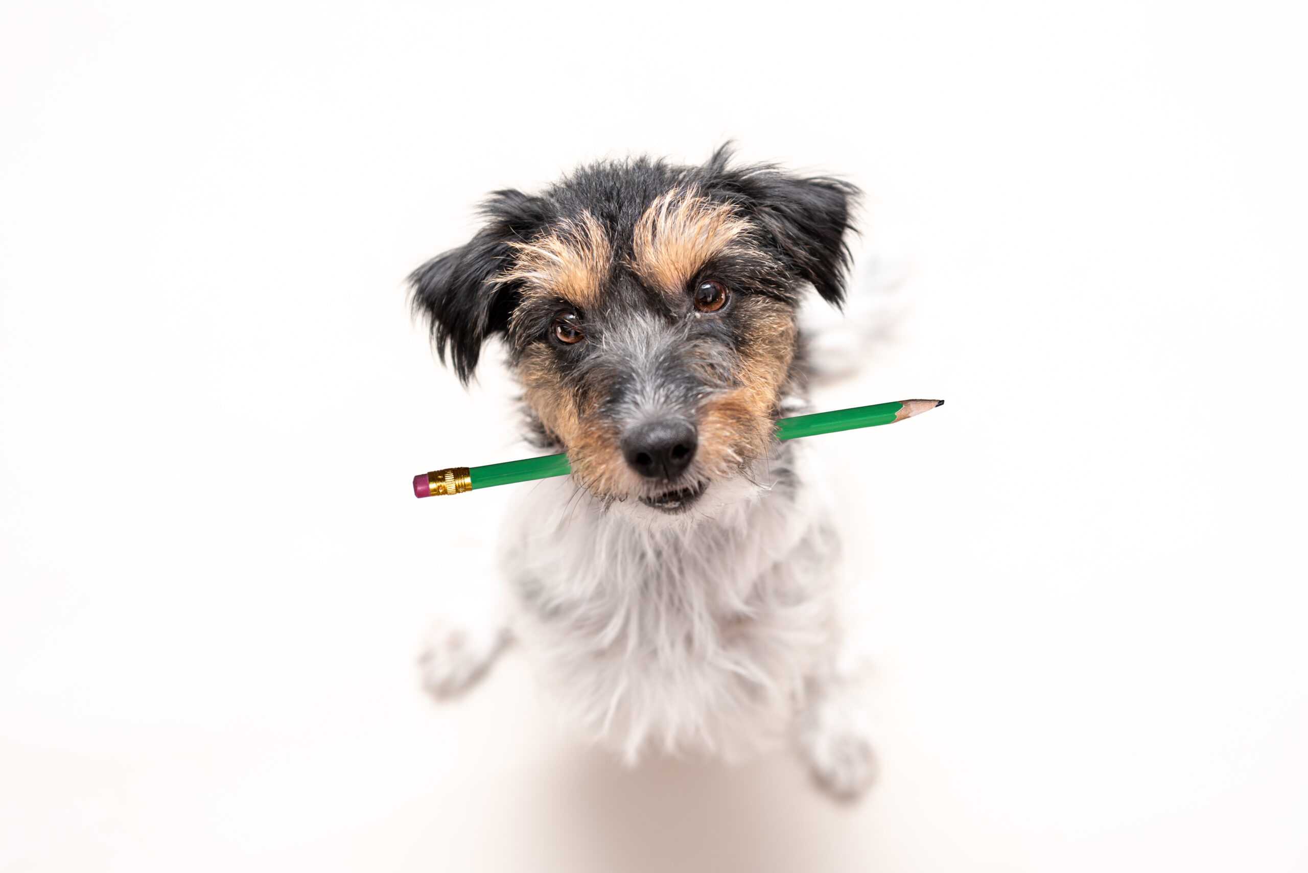 Small dog carrying a green pencil in its mouth
