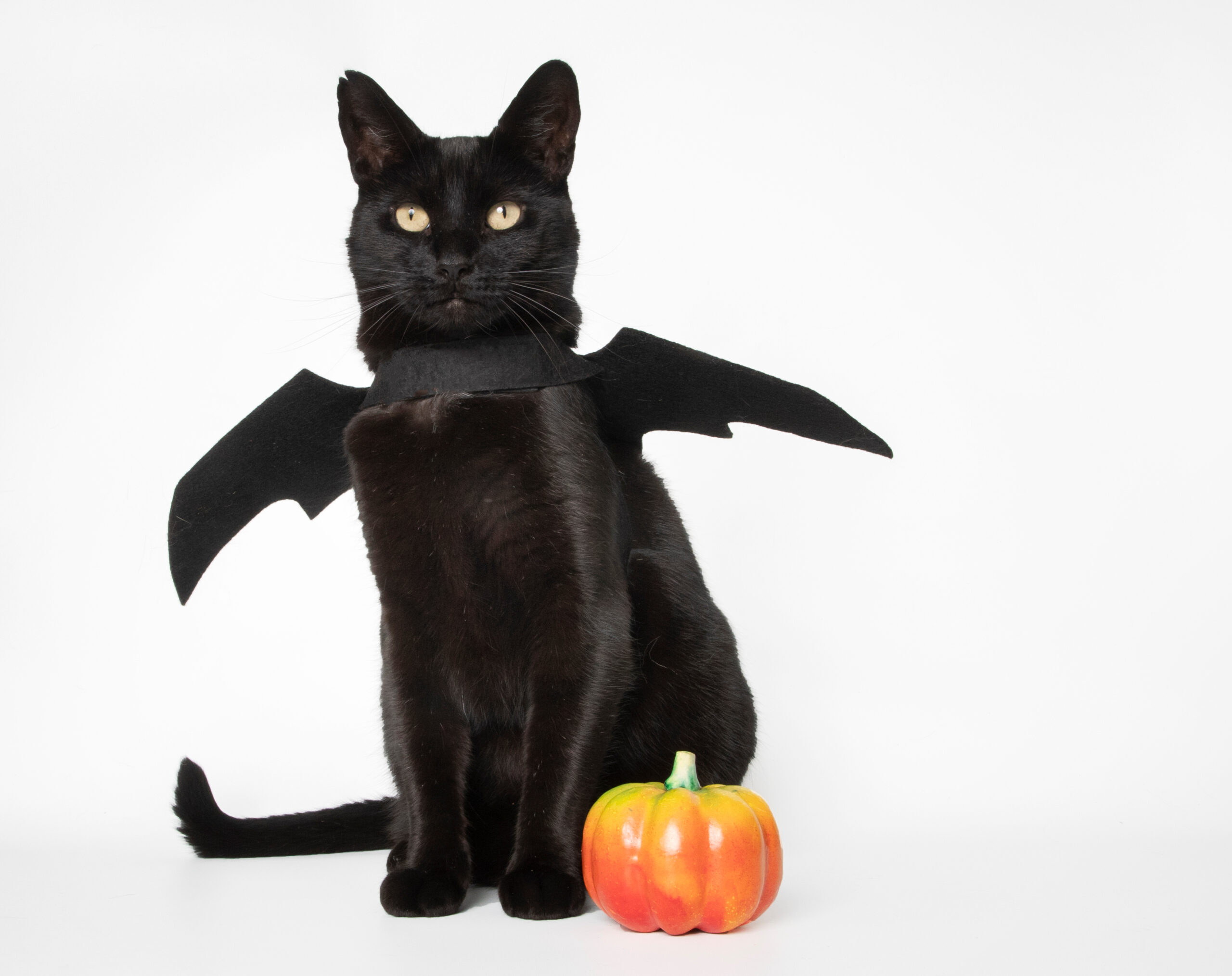Black cat wearing bat wings beside a pumpkin