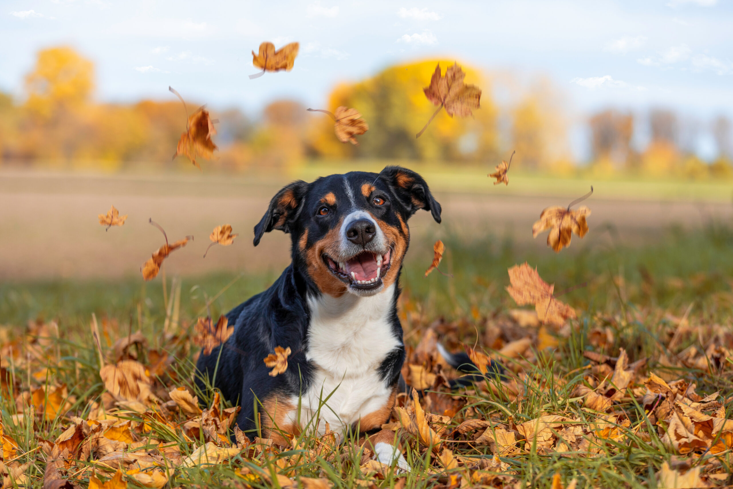 Autumn Unleashed Dog sitting in a yard of falling autumn leaves