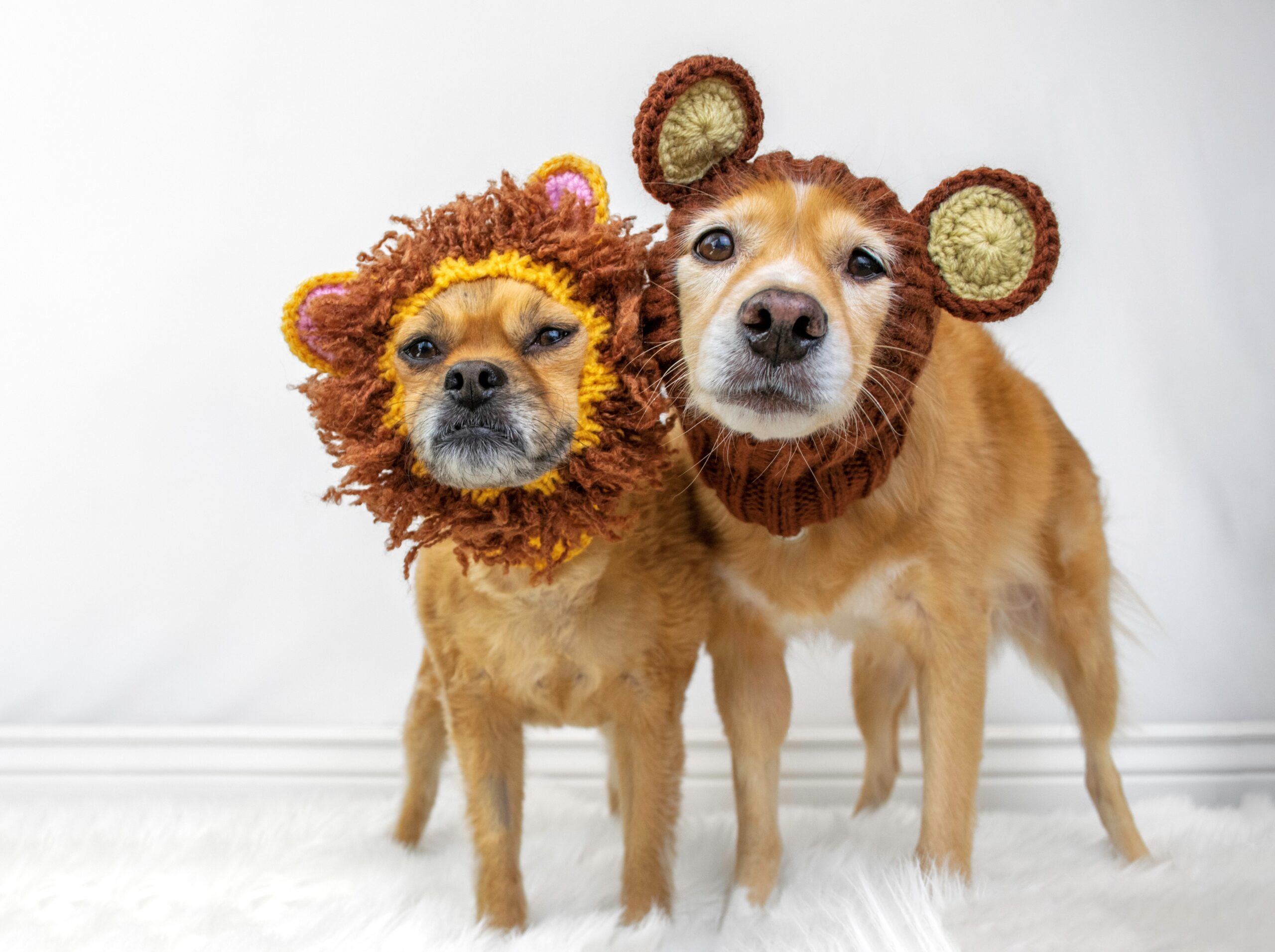 Two dogs wearing lion mane costumes