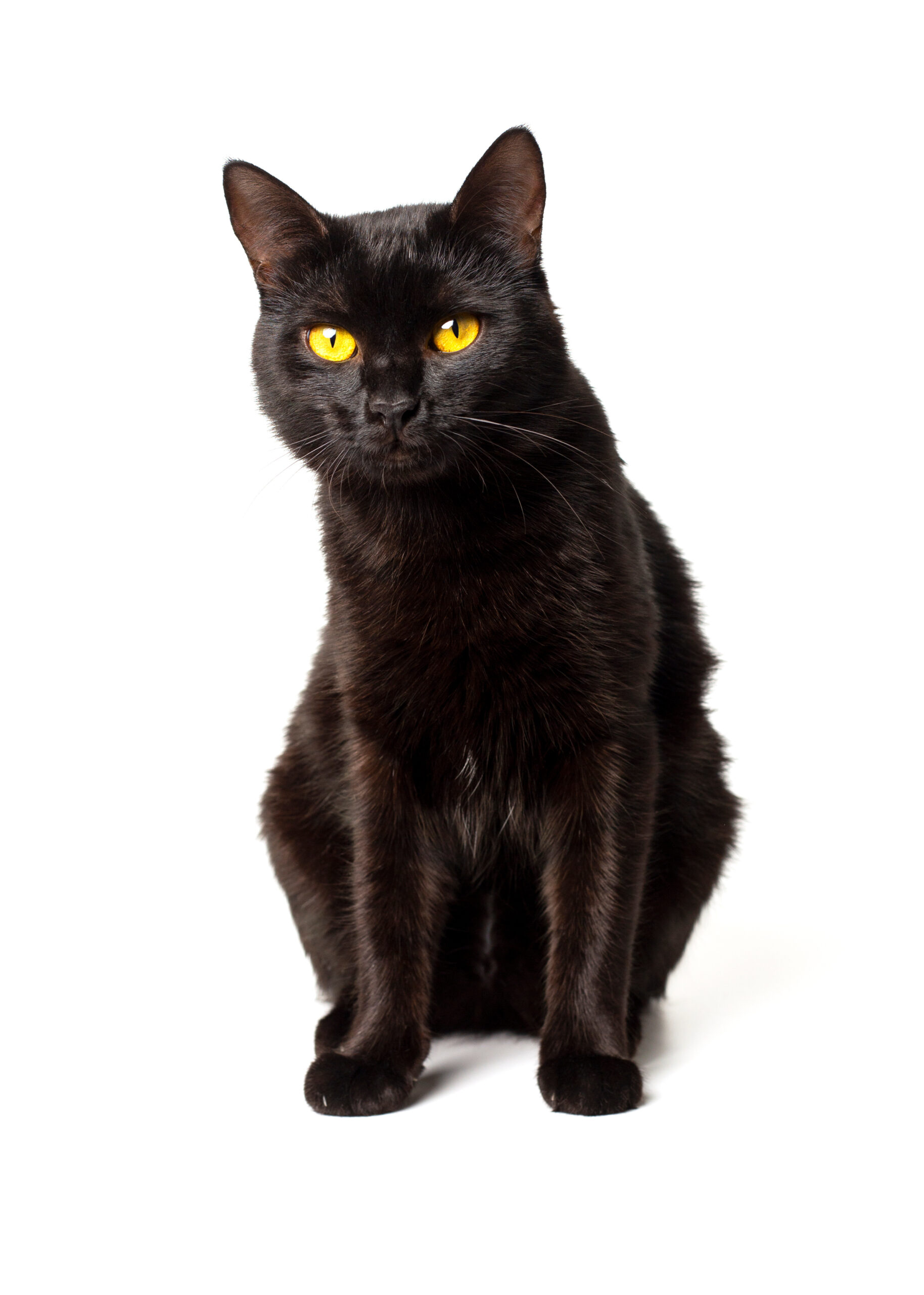 Black cat with golden eyes sitting upright