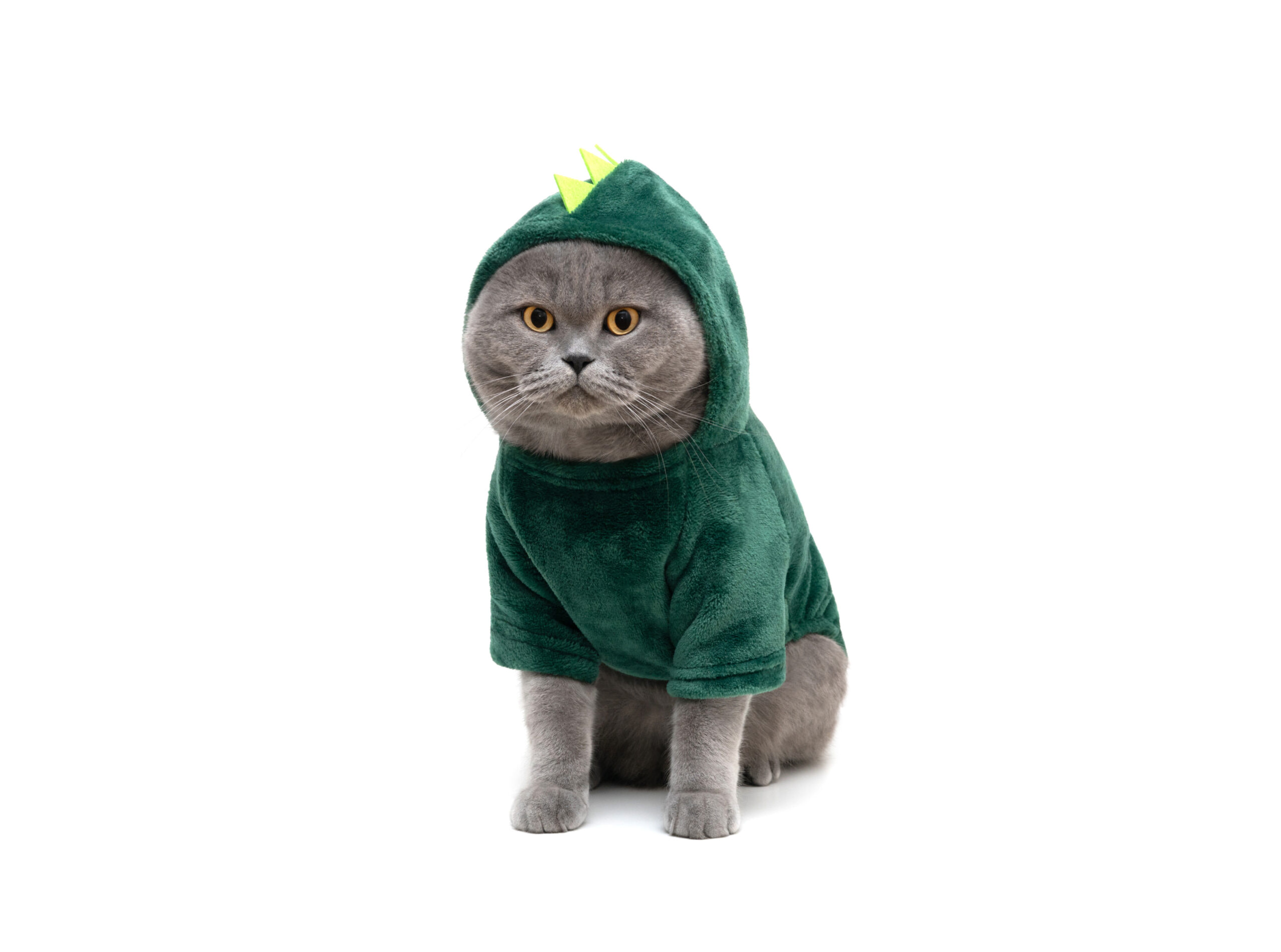 Cat wearing a green dinosaur hoodie with spikes