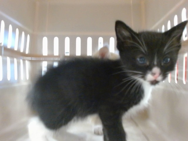 Kyle, a black and white Domestic Shorthair kitten available for adoption