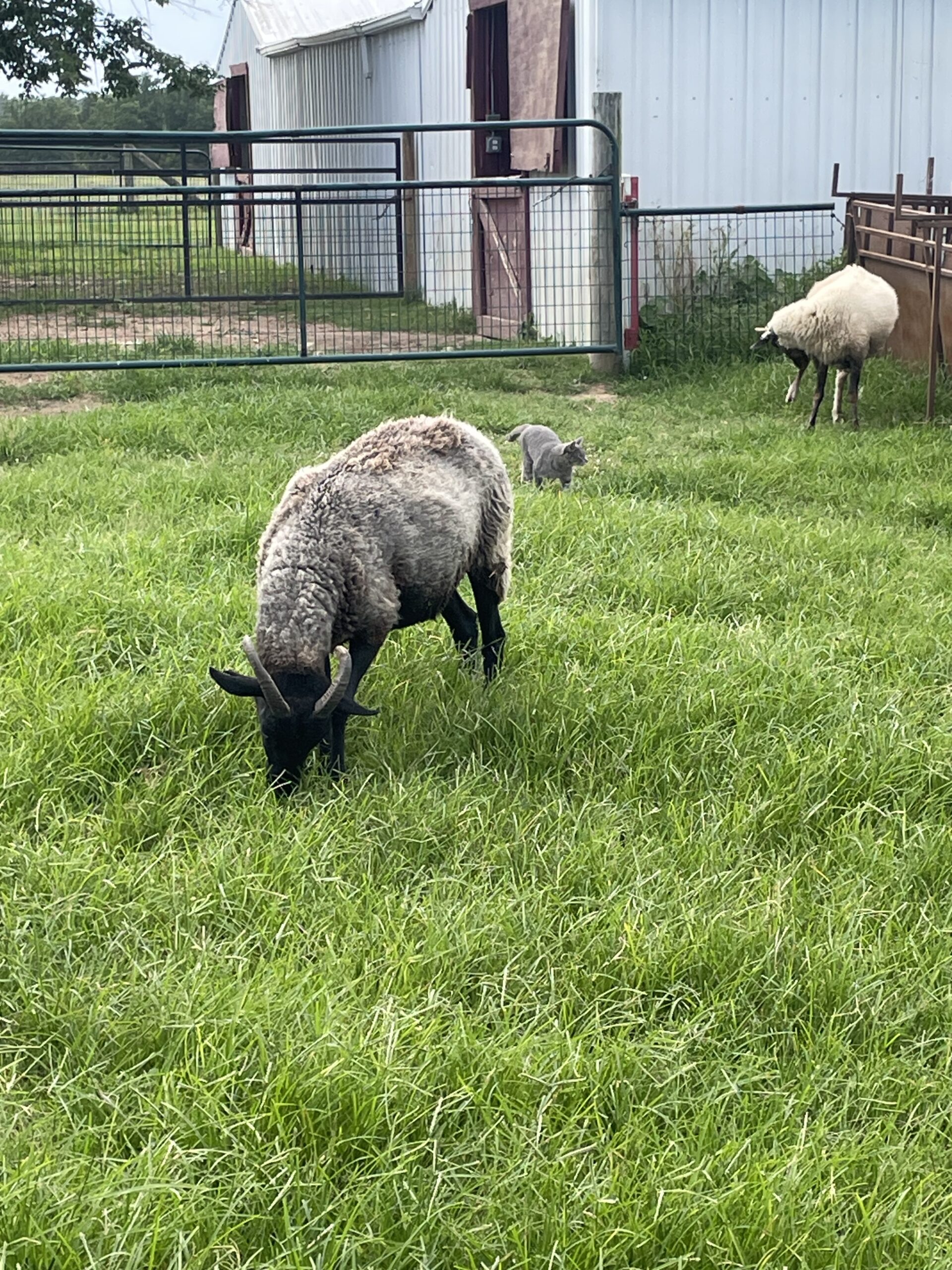 Beyond Backyard Chickens: Taking the Next Steps in Urban Homesteading Sheep grazing in a pasture at Shepherd’s Cross