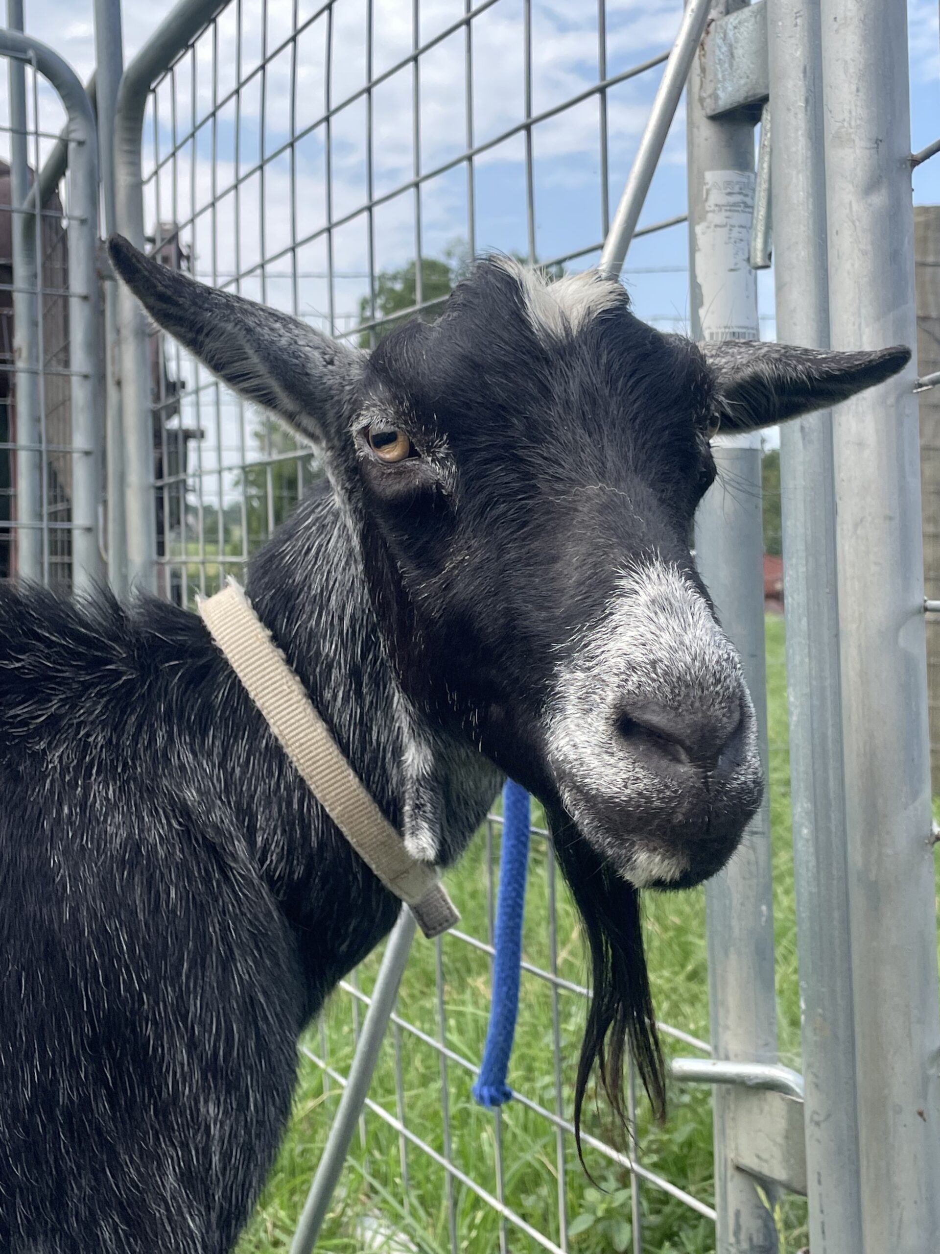 The resident goat at Shepherd’s Cross. Photo by Anna Holton-Dean.