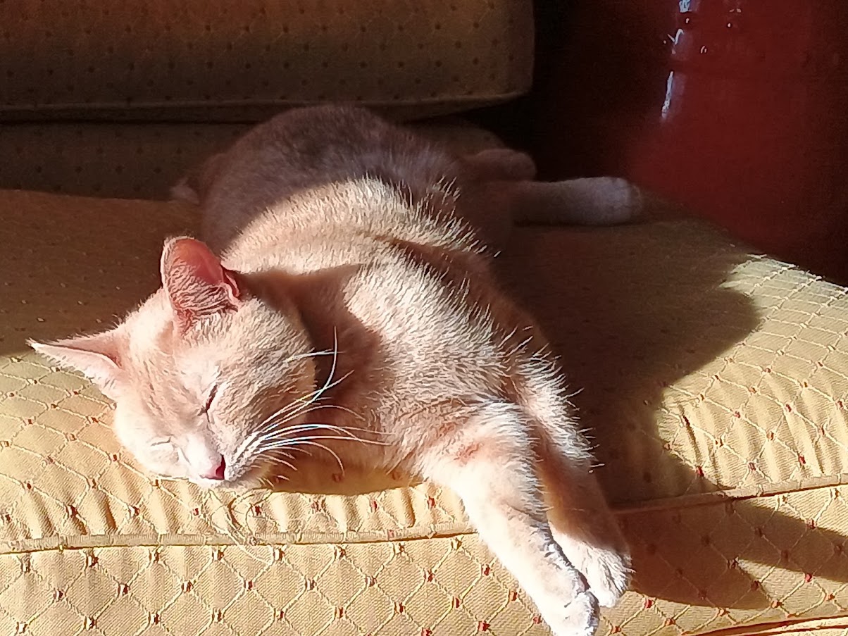 Oliver, an orange cat, napping in a sunny window seat