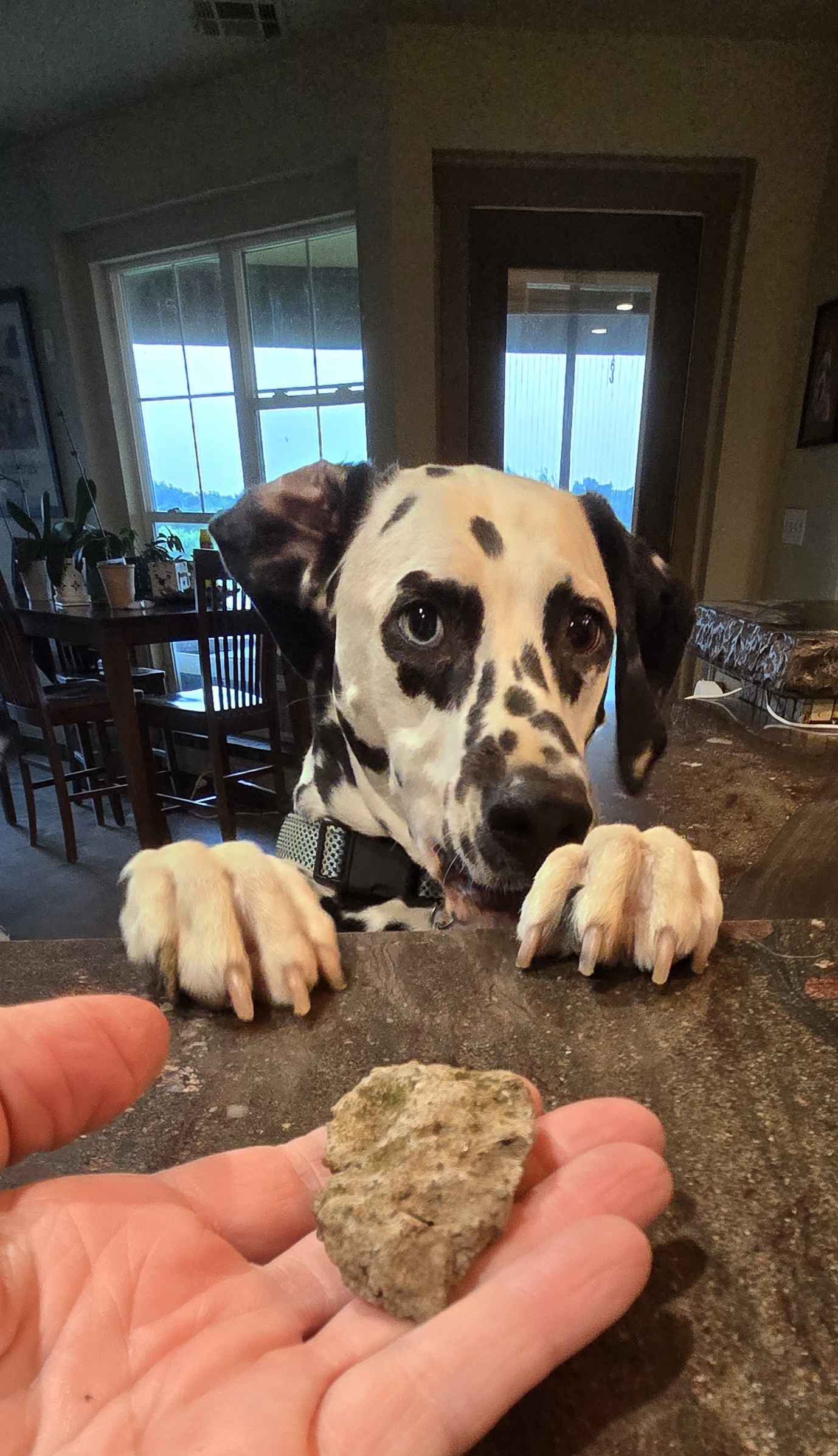 Lesson Learned Tag, a Dalmatian, resting his paws on a counter beside a rock held in an open palm