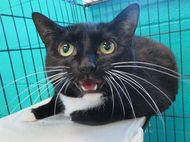 Wednesday, a black and white Domestic Shorthair available for adoption