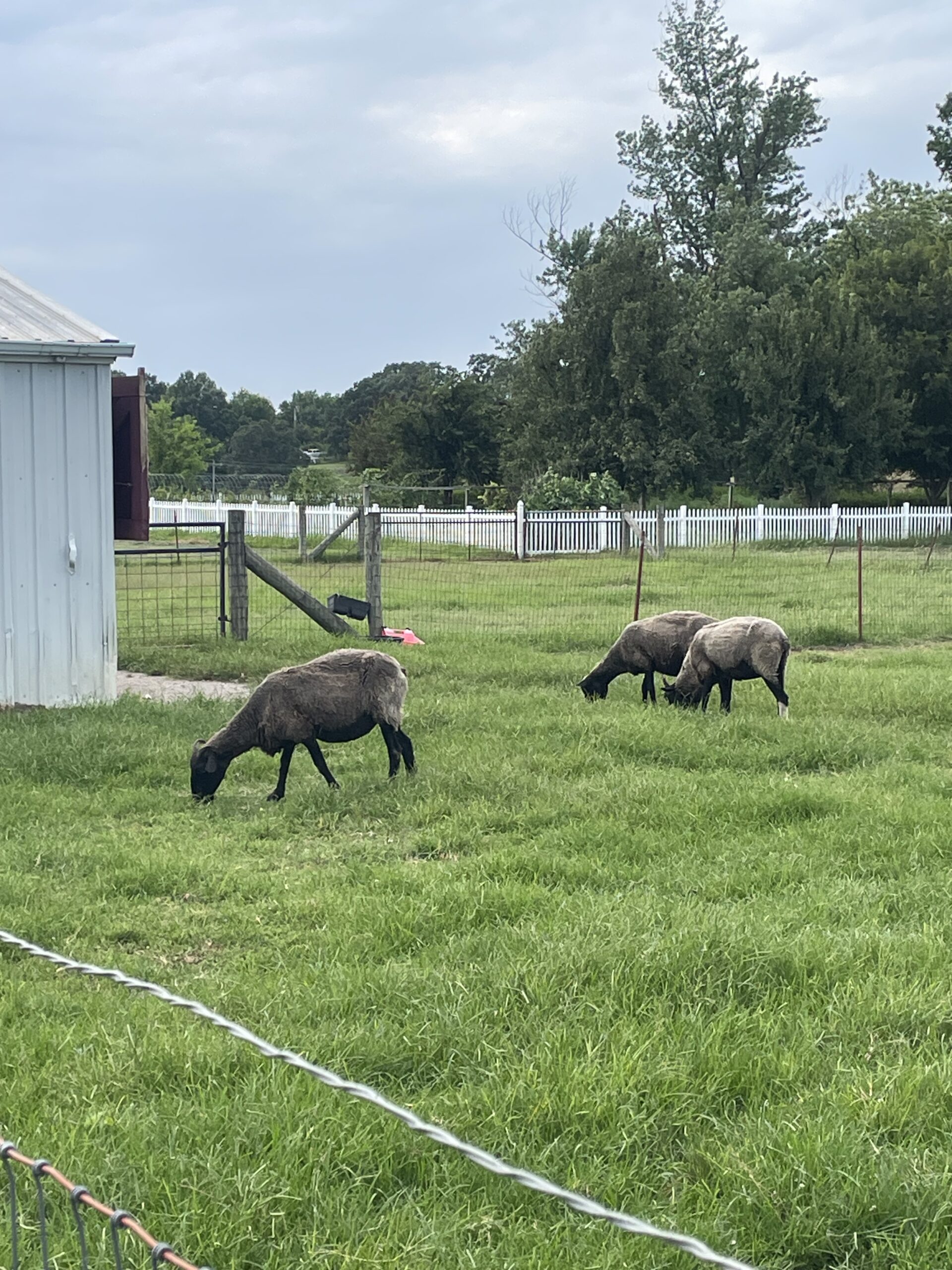 Hands-on experience with livestock, such as sheep, can help potential homesteaders decide which animals best fit their goals. Photo by Anna Holton-Dean.