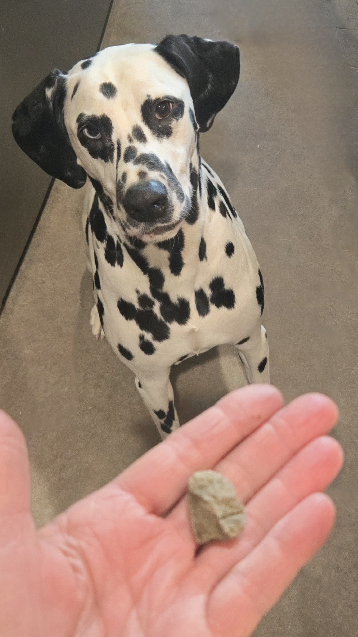 Tag, a Dalmatian, sitting in front of a small rock held in an open palm